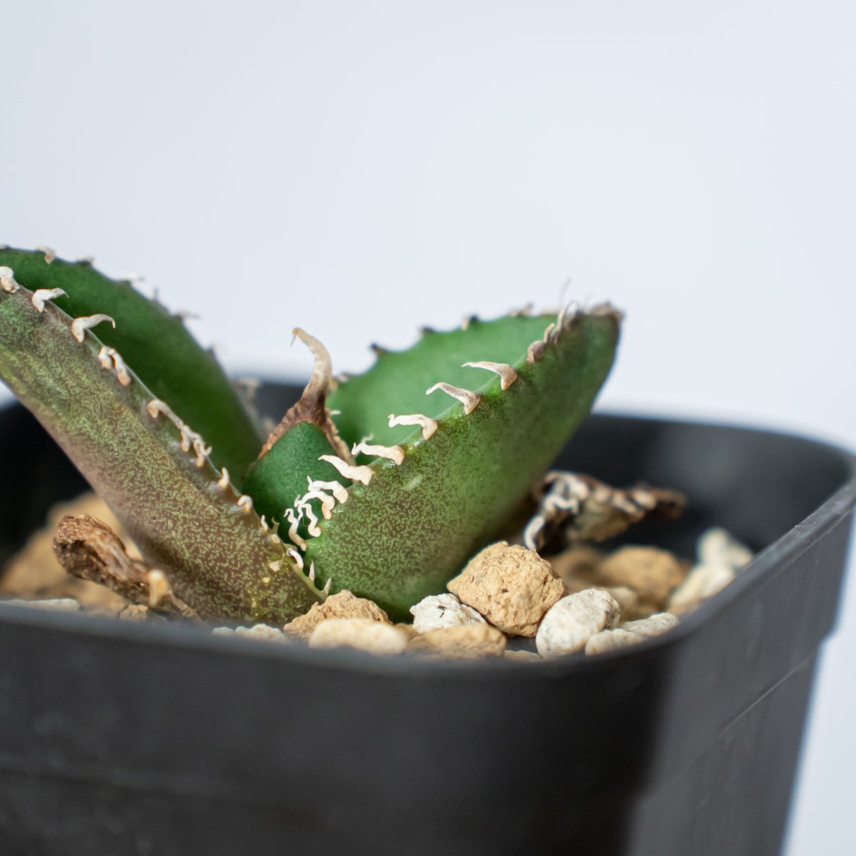 アガベ チタノタ 南アフリカダイヤモンド【発根管理中】TC株 Agave