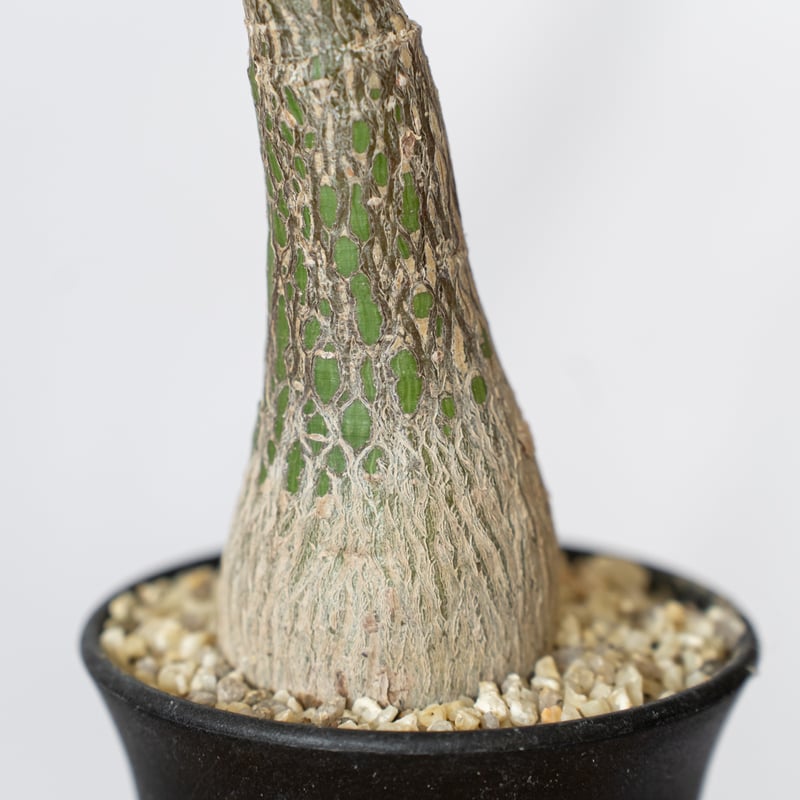 プセウドボンバックス エリプティクム pseudobombax ellipticum 塊根