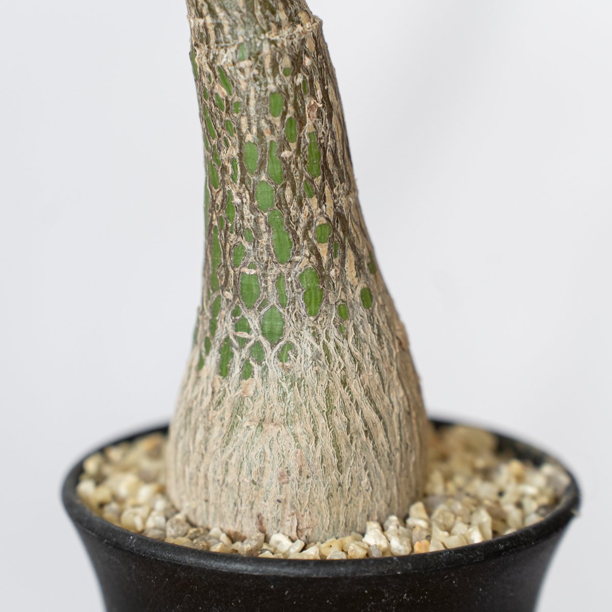 プセウドボンバックス エリプティクム pseudobombax ellipticum 塊根