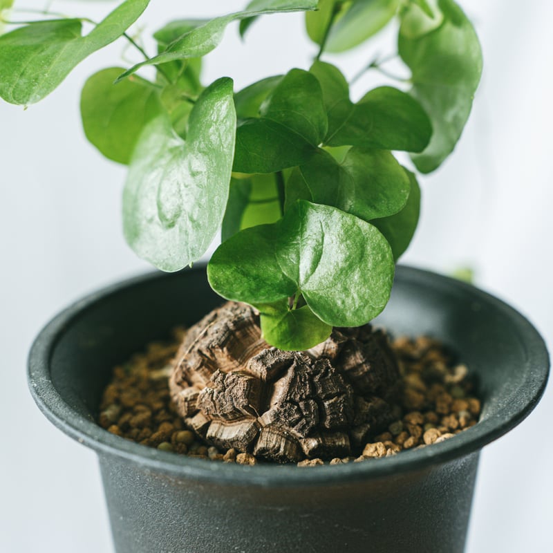 亀甲竜 ディオスコレア・エレファンティペス Dioscorea elephantipes