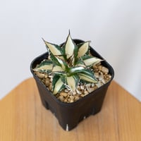 梅*ヨ様 アガベ チタノタ シーザー白覆輪 梅*ヨ様 アガベ チタノタ シーザー白覆輪 梅*ヨ様 アガベ チタノタ