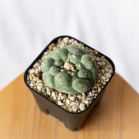 ロフォフォラ 疣銀冠玉 実生 美株 Lophophora williamsii var. decipiens﻿ サボテン 多肉植物 珍奇植物 静岡 ANTIDOTE 通販 S740