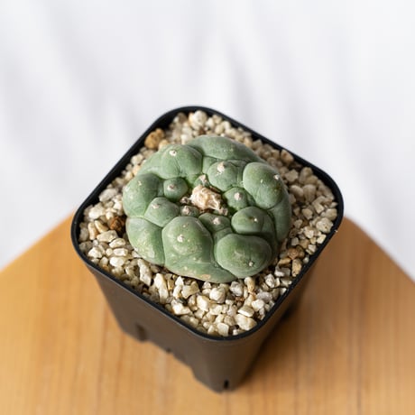 ★☆銀冠いろいろ①　実生☆★ 銀冠玉実生 Lophophora Williamsii var .decipiens - YouTube