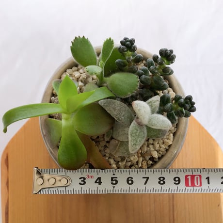 多肉植物 寄せ植え 鉢セット インテリア 多肉植物 観葉植物 珍奇植物 静岡 ANTIDOTE 通販 S1279