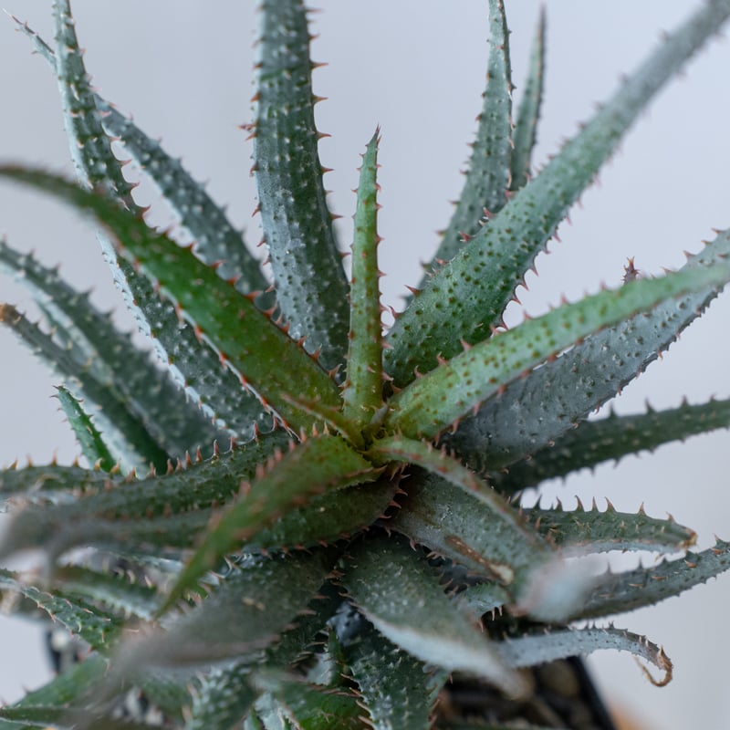 アロエ カスティロニアエ × パルブラ Aloe hybrid A.castilloniae