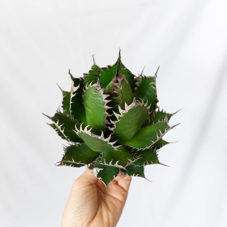 アガベホリダ極上株　Agave horrida No.AHRD020 アガベホリダ極上株 Agave horrida No.AHRD020 アガベホリダ