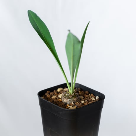 鉄甲丸 ユーフォルビア ブプレウリフォリア 実生 Euphorbia bupleurifolia 多肉植物 珍奇植物 静岡 ANTIDOTE 通販 S1383