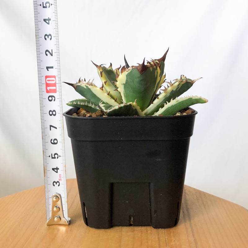 アガベ チタノタ 姫厳竜 白覆輪 姫厳竜錦 姫厳龍錦 TC株 ベアルート