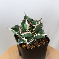 アガベ ホリダ 美株 【発根管理中】OC株 Agave horrida 多肉植物 珍奇