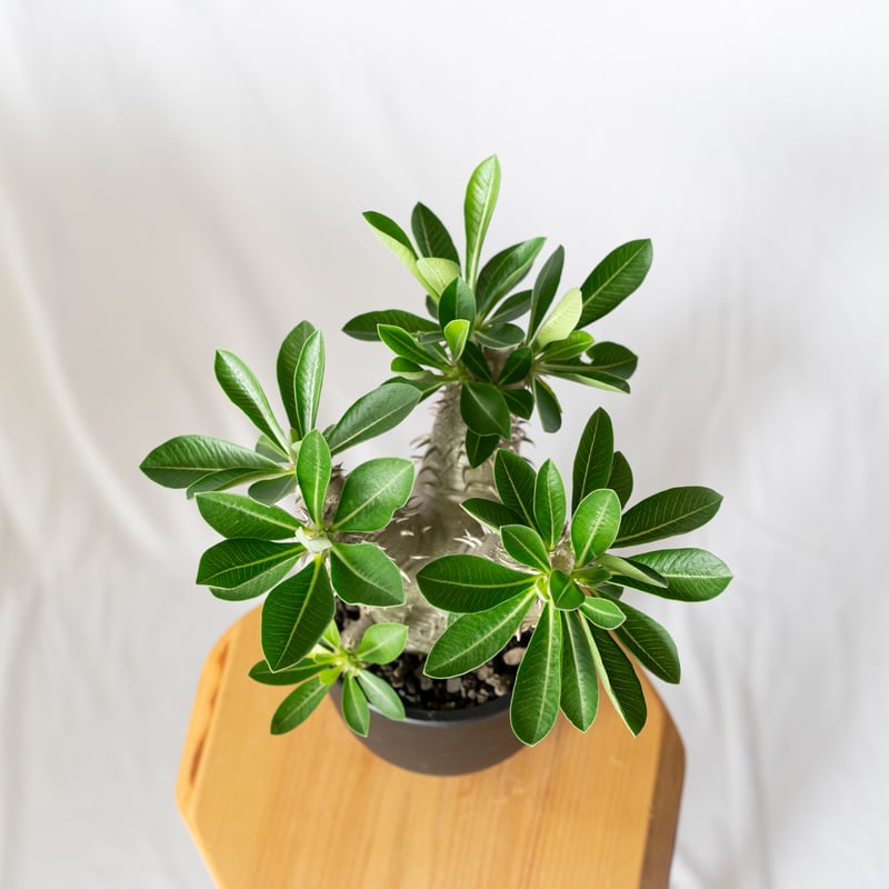 パキポディウム 恵比寿大黒 実生 美株 Pachypodium Densicaule 塊根植物