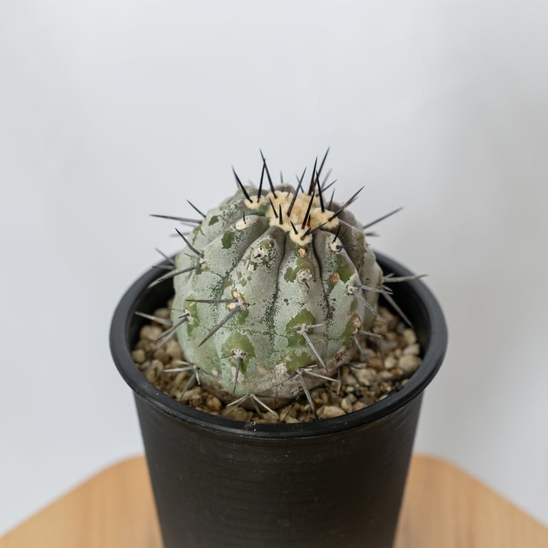 コピアポア 黒王丸 実生 Copiapoa cinerea サボテン 多肉植物 珍奇植物