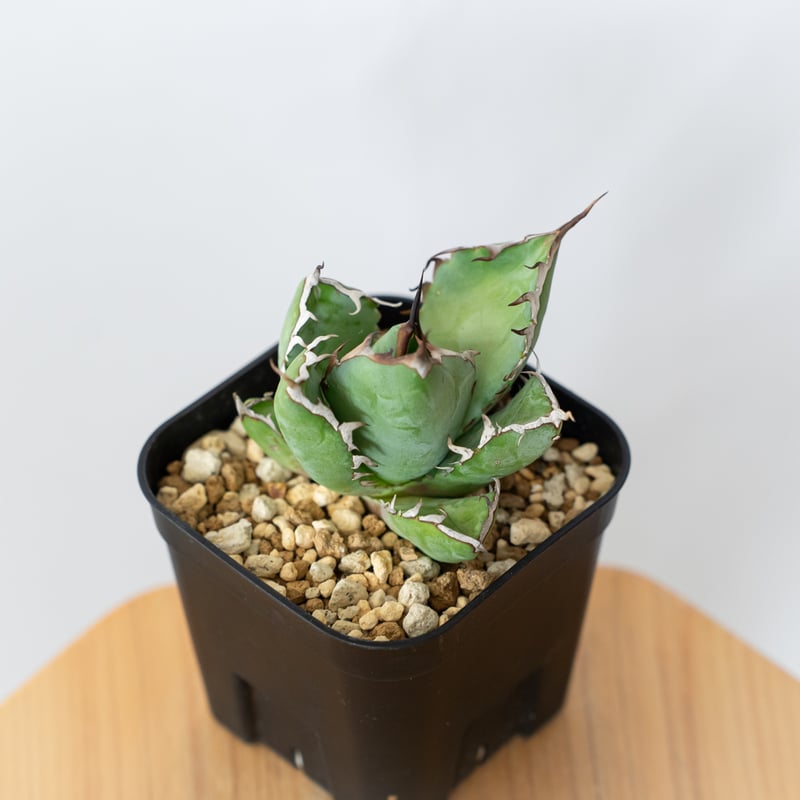 アガベ チタノタ 黒鯨 OC株 Agave titanota Black Whale 多肉植物