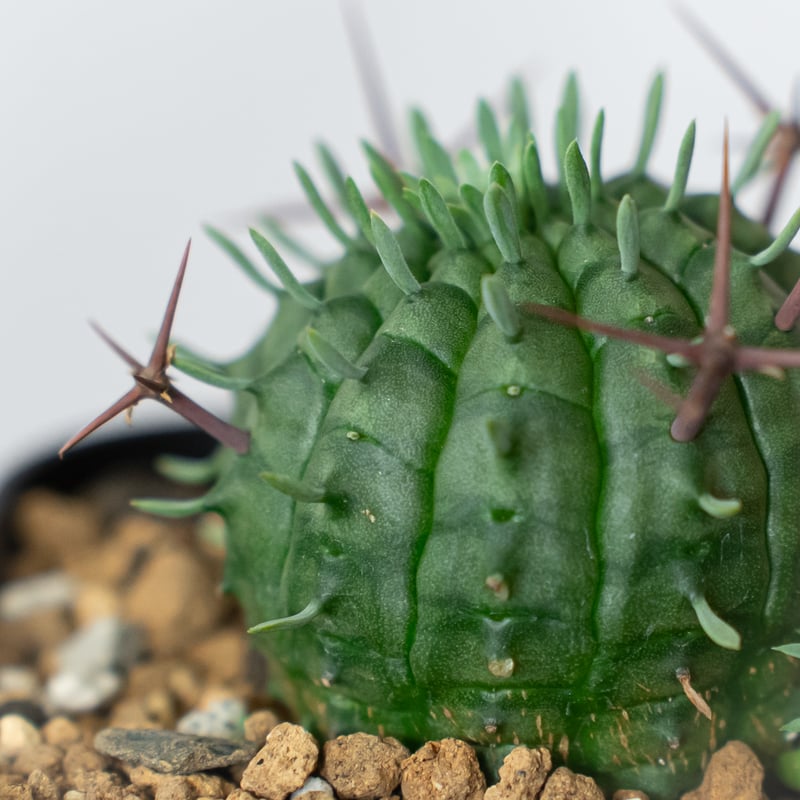 ユーフォルビア 群星冠 実生 Euphorbia stellispina 多肉植物 珍奇植物