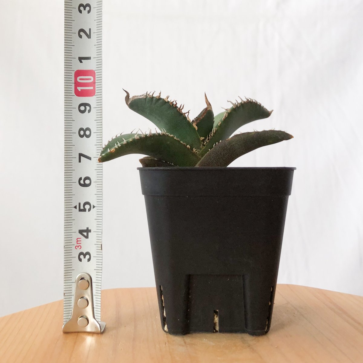 アガベ チタノタ 悪魔くん Amazon.co.jp: 26 多肉植物 アガベ チタノタ 悪魔くん BAKEMONO 強棘