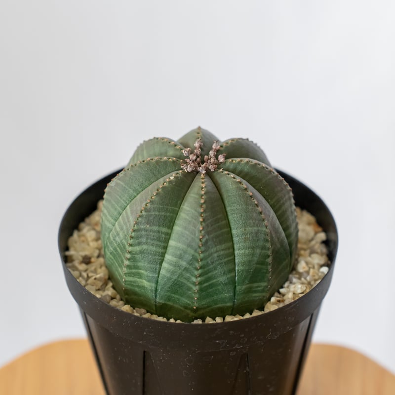 ユーフォルビア オベサ メス株 雌株 美株 Euphorbia obesa 多肉植物