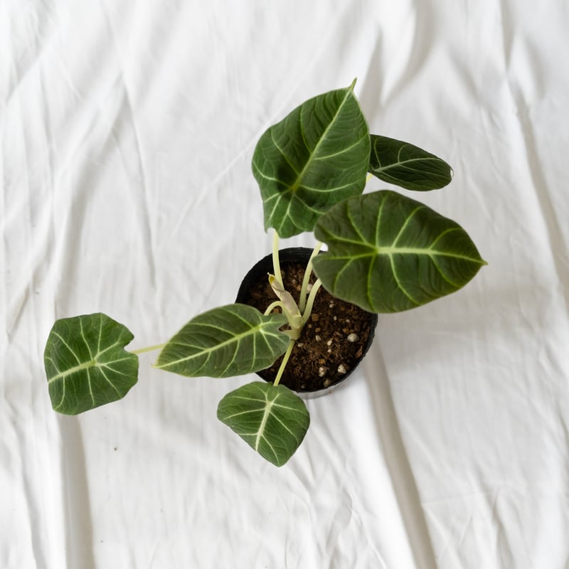 アロカシア ニンジャ Alocasia 観葉植物 静岡 ANTIDOTE 通販 S42 |