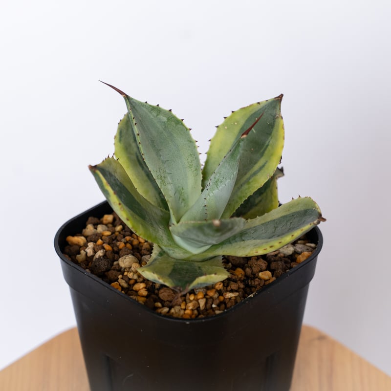 アガベ ポタトラム 三宅雷神 OC株 【発根管理中】Agave potatorum Miyak