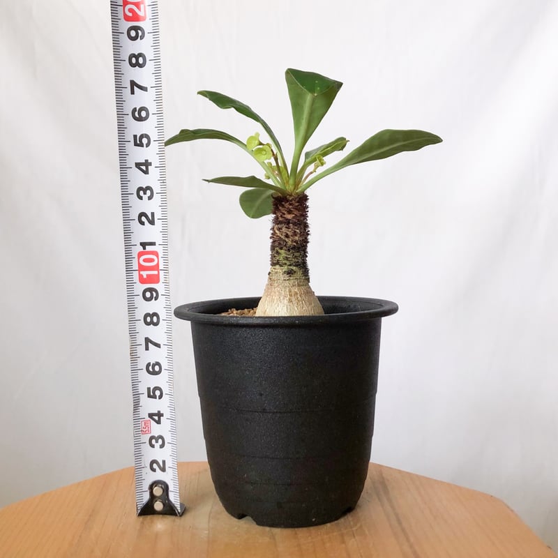 ユーフォルビア ラメナ 実生 Euphorbia ramena 多肉植物 珍奇植物 静岡