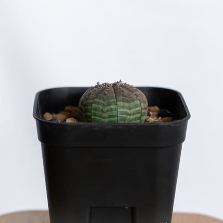 ユーフォルビア オベサ 実生 Euphorbia obesa 多肉植物 珍奇植物 静岡 ANTIDOTE 通販 S1225