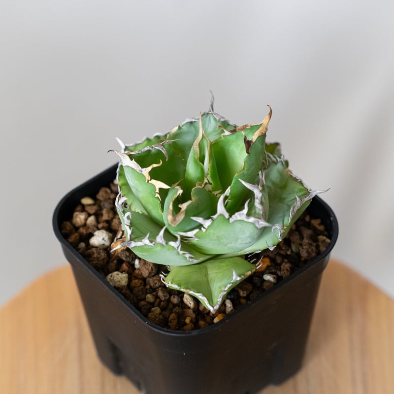 アガベ チタノタ フィリグリー OC株 agave titanota filigree 多肉植