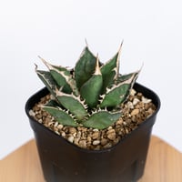 アガベ チタノタ 白豪刺 TC株 Agave titanota Byakugoshi 多肉