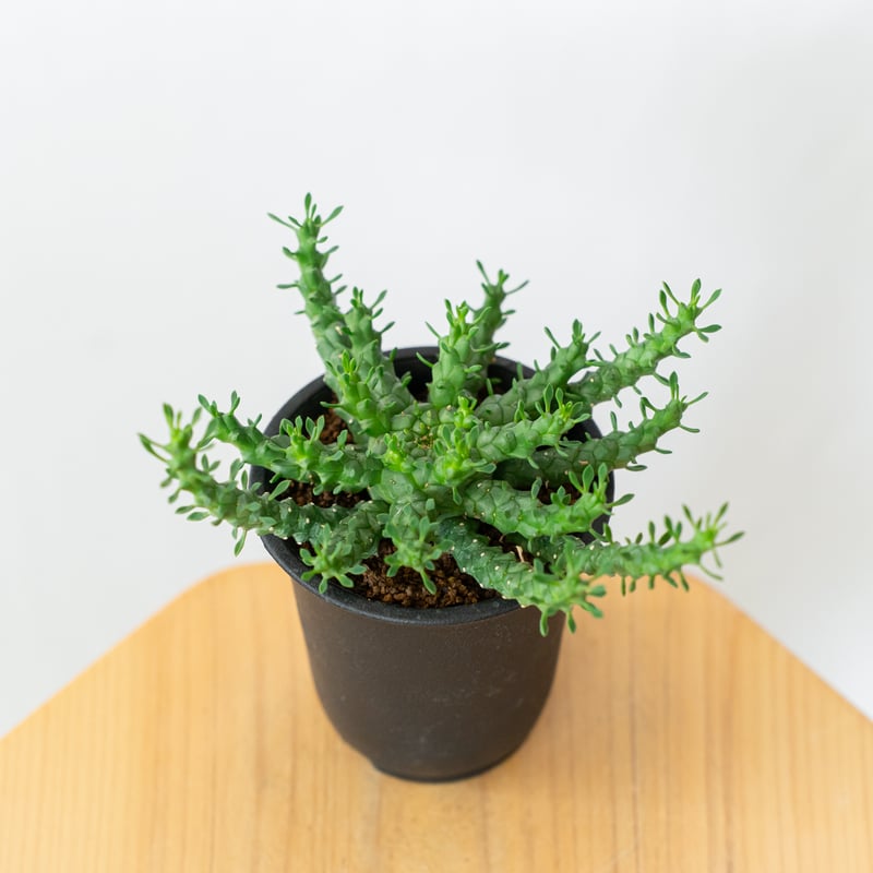 ユーフォルビア ゴルゴニス 金輪際 実生 Euphorbia gorgonis 多肉植物