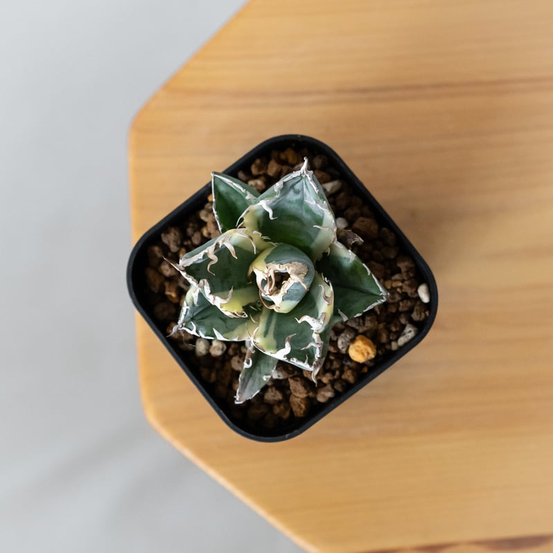 アガベ チタノタ 白鯨 白鯨錦 白覆輪 TC株 Agave titanota White Wh