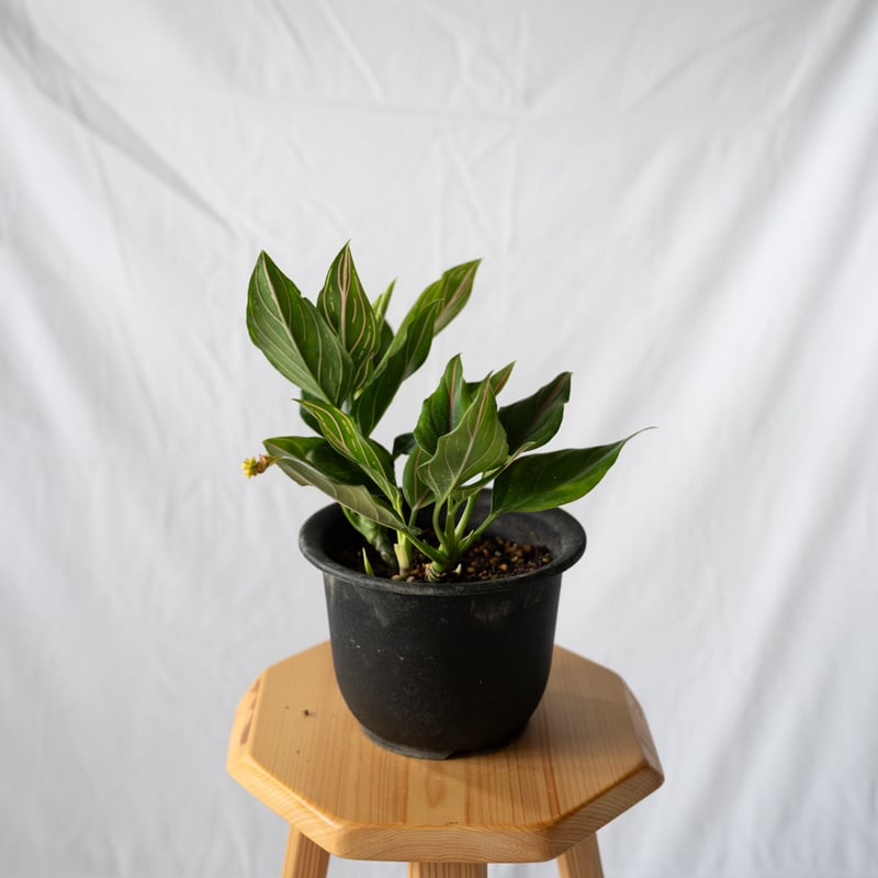アグラオネマ ロタンダム aglaonema 観葉植物 静岡 ANTIDOTE 通販