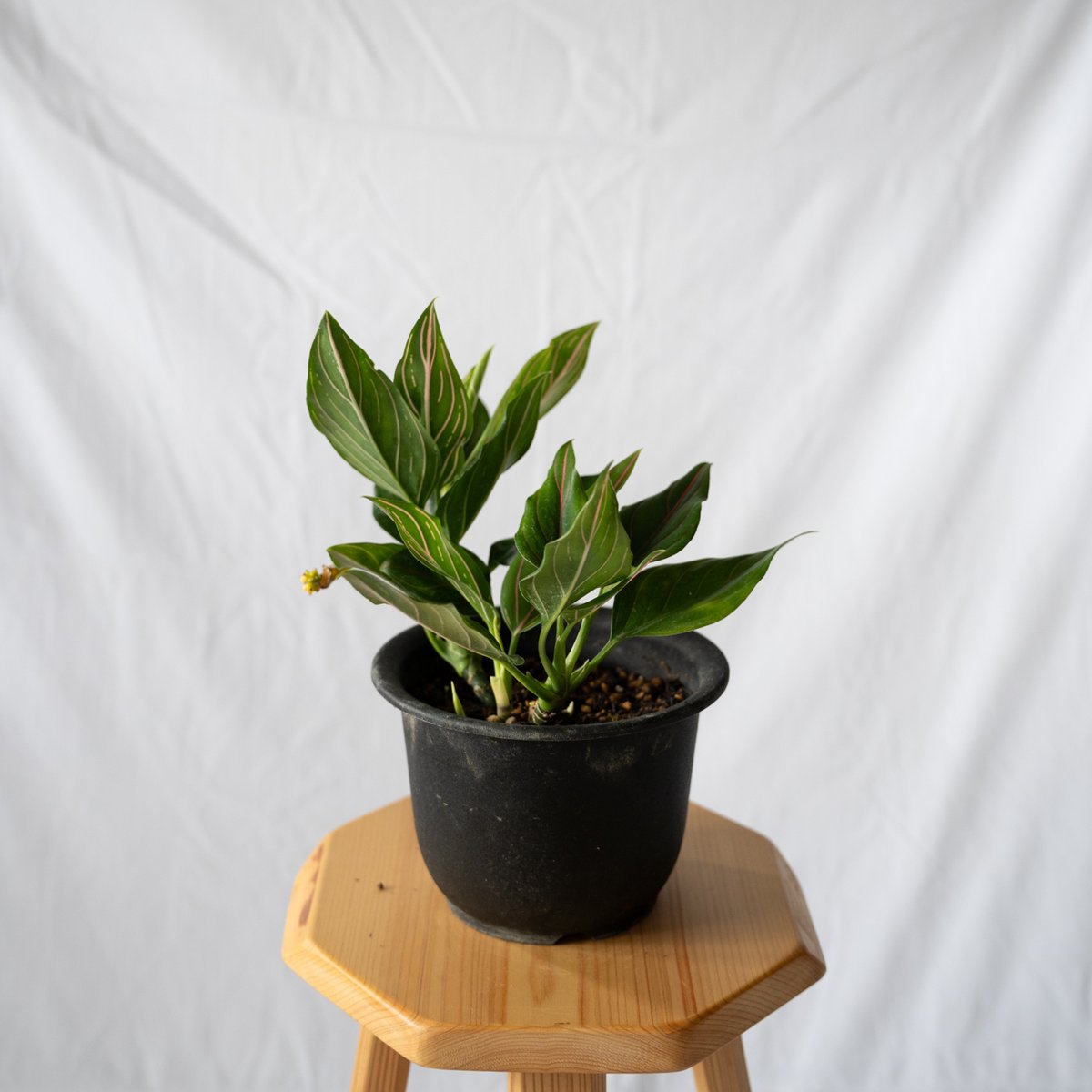 アグラオネマ ロタンダム aglaonema 観葉植物 静岡 ANTIDOTE 通販