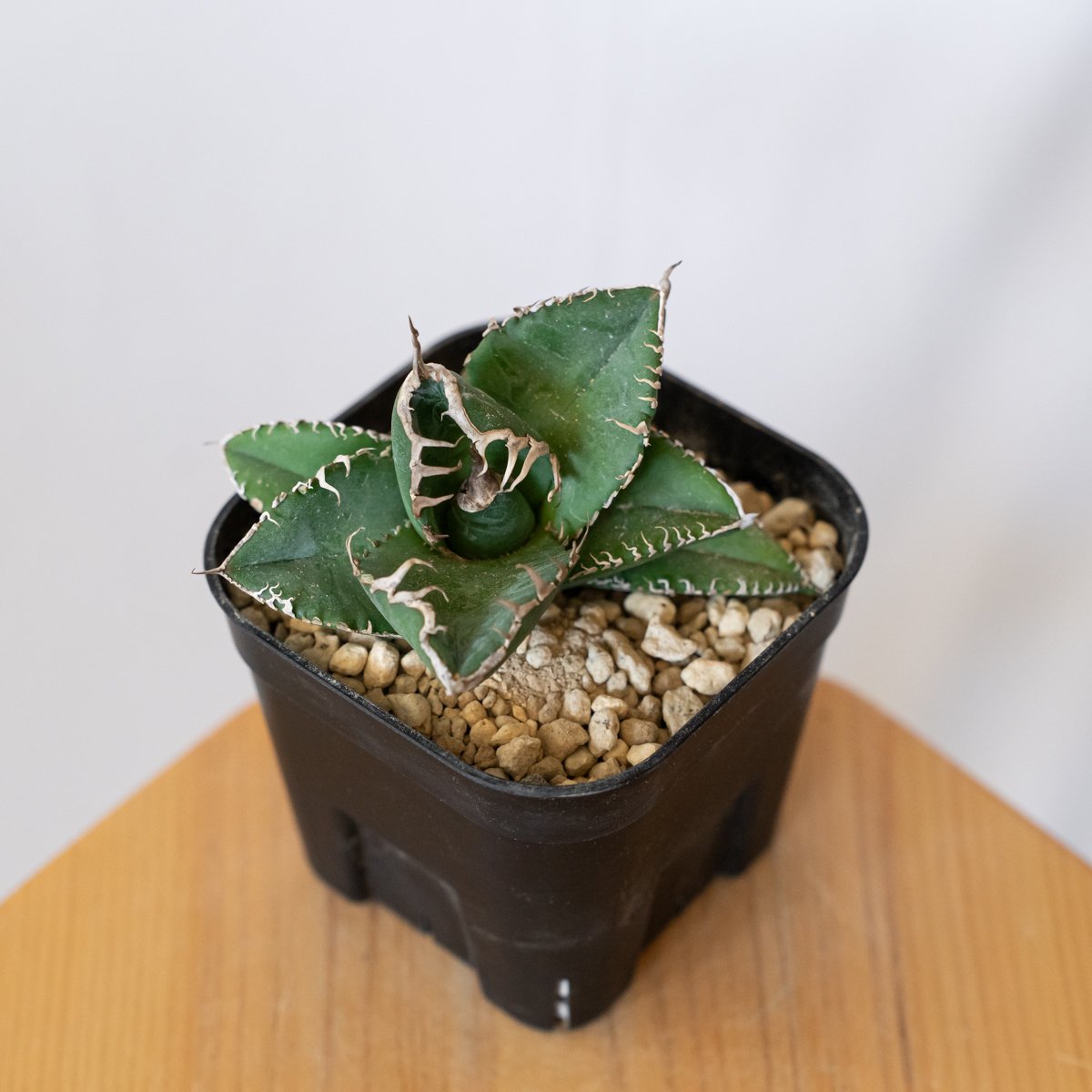 アガベ チタノタ　悪魔くん　子株付き fit=scale-down,w=1200