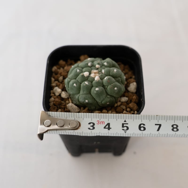 その他 OZWRT Spirit of Astrophytum その他 OZWRT Spirit of Astrophytum 2025年最新】ozwrt spirit