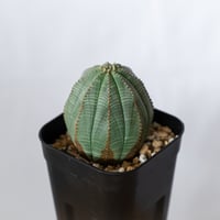 ユーフォルビア オベサ 実生 Euphorbia obesa 多肉植物 珍奇植物 静岡 ANTIDOTE 通販 S1490