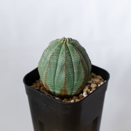 ユーフォルビア オベサ 実生 Euphorbia obesa 多肉植物 珍奇植物 静岡 ANTIDOTE 通販 S1490