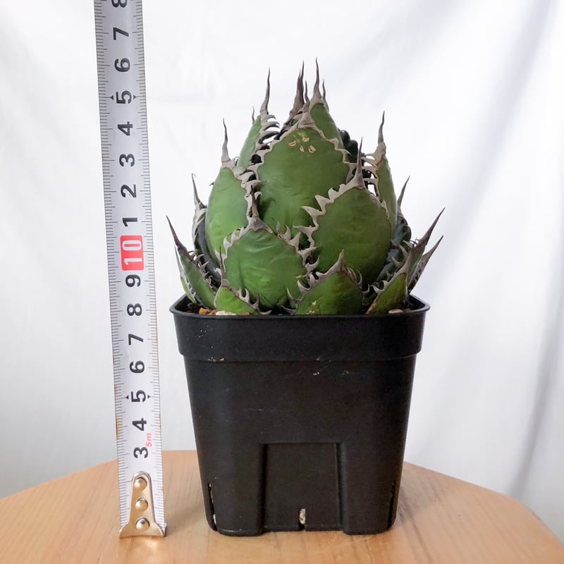 アガベ ホリダ 美株 【発根管理中】OC株 Agave horrida 多肉植物 珍奇