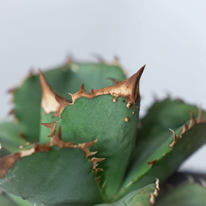 アガベ チタノタ 鰐亀 ワニガメ【発根管理中】TC株 Agave titanota