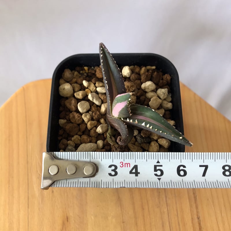 【希少】アガベ　狼人　錦　白中斑　発根済み アガベ チタノタ 狼人錦 中斑錦 Agave titanota were wolf White