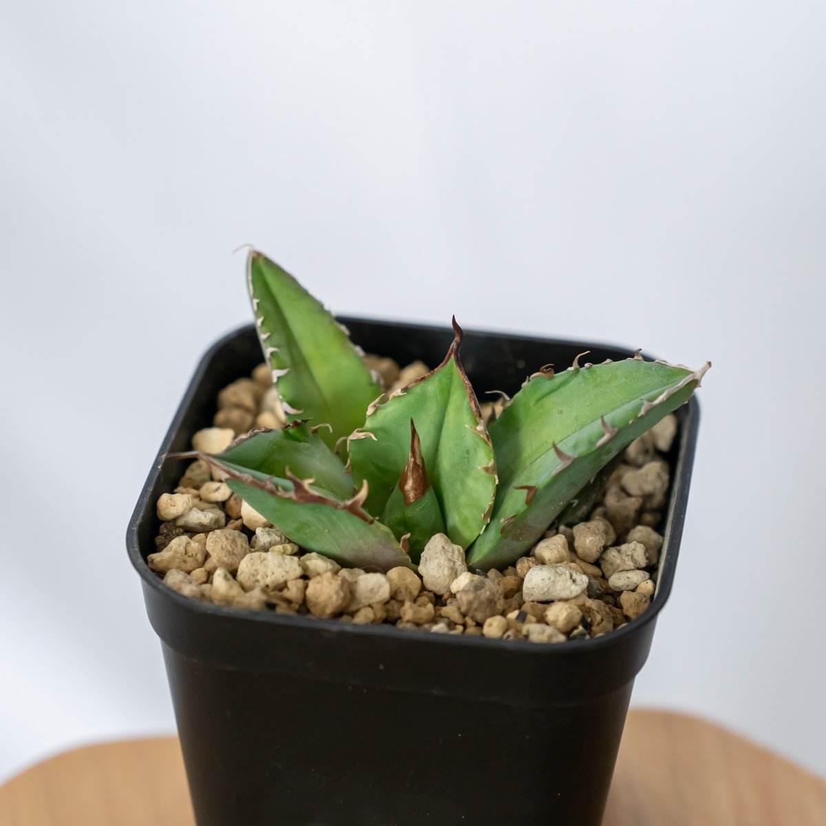 アガベ チタノタ 白犀牛 シロサイ【発根管理中】TC株 Agave