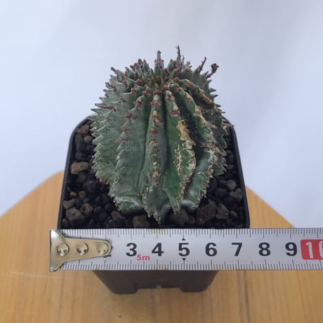 ユーフォルビア ホリダ Euphorbia horrida 多肉植物 珍奇植物 ANTIDOTE 静岡 通販 S1141