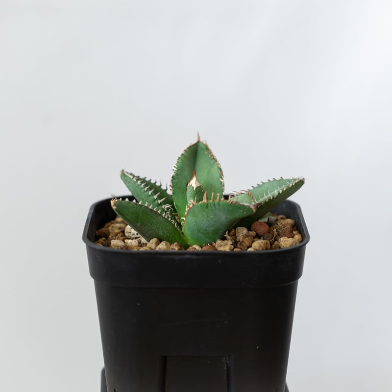 極上株】アガベ チタノタ 鬣蜥 イグアナ TC株 Agave titanota 多肉植物