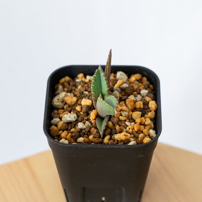 アガベ チタノタ 鰐亀 ワニガメ【発根管理中】TC株 Agave
