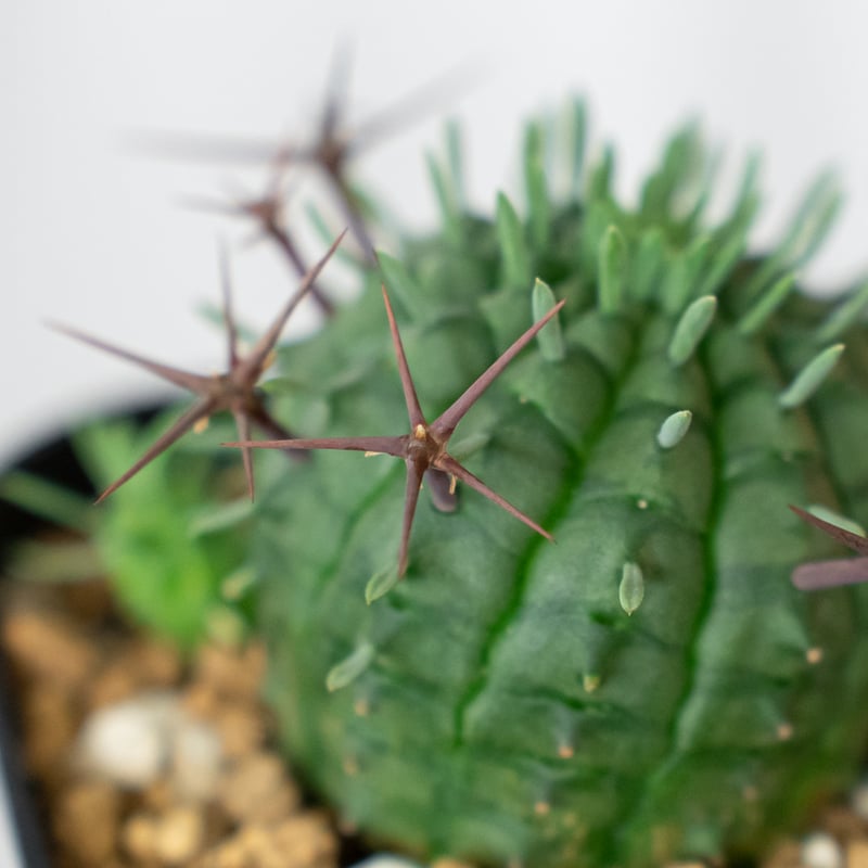 ユーフォルビア 群星冠 実生 Euphorbia stellispina 多肉植物 珍奇植物