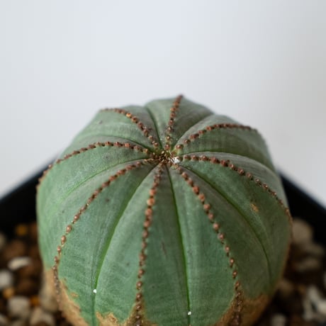 ユーフォルビア オベサ 実生 Euphorbia obesa 多肉植物 珍奇植物 静岡 ANTIDOTE 通販 S1434