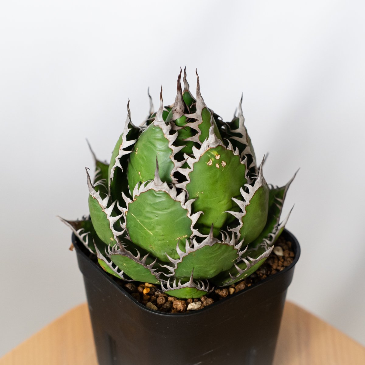 アガベ ホリダ 美株 【発根管理中】OC株 Agave horrida 多肉植物 珍奇