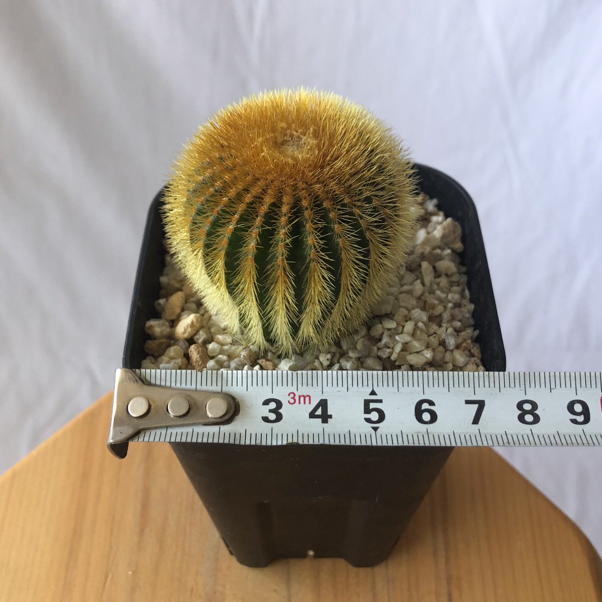 ユーベルマニア エリオカクトイデス 実生 Uebelmannia pectinifera v.