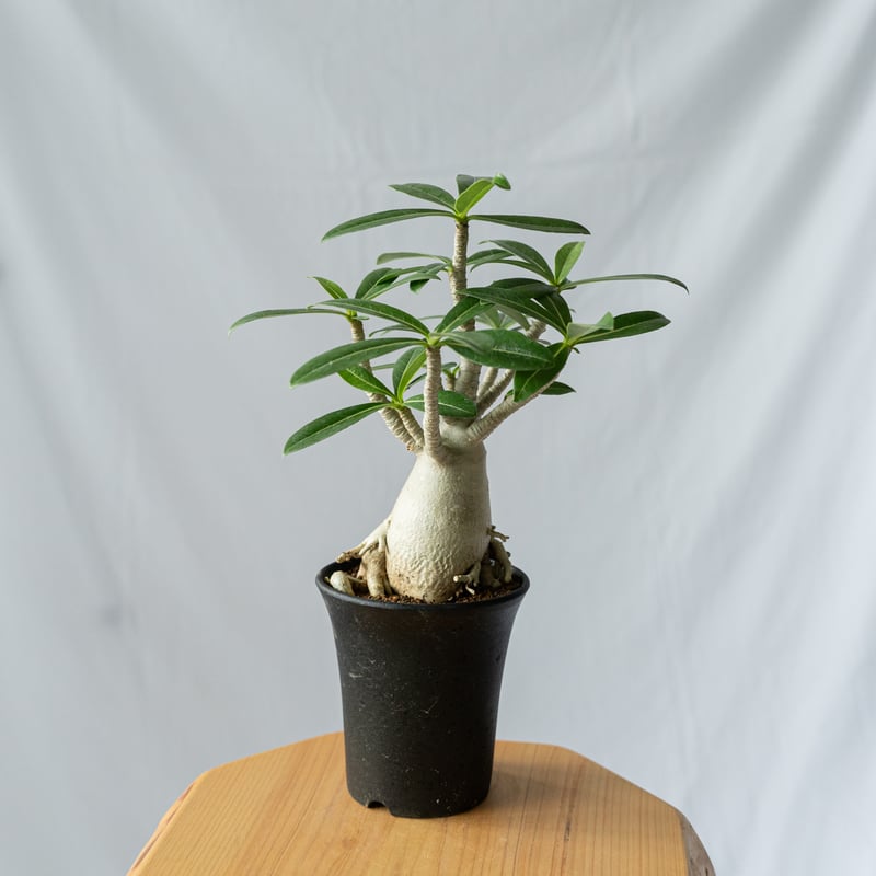アデニウム アラビカム 発根済 Adenium arabicum 塊根植物 コーデック