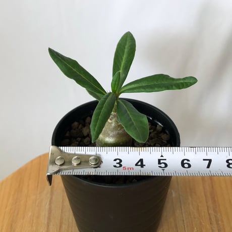 パキポディウム サキュレンタム 実生 Pachypodium succulentum 塊根植物 コーデックス 多肉植物 珍奇植物 静岡 ANTIDOTE 通販 S1468