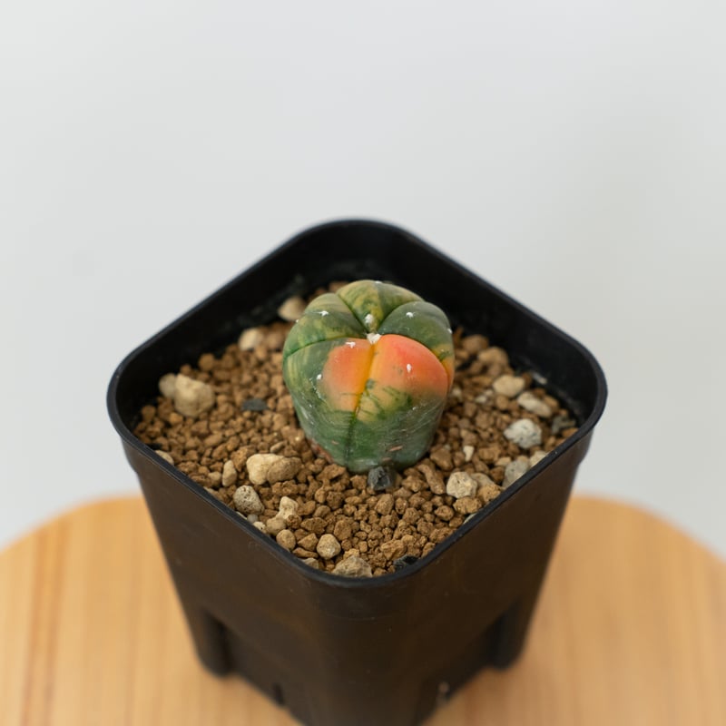 アストロフィツム 瑠璃兜錦 赤斑 Astrophytum asterias 多肉植物