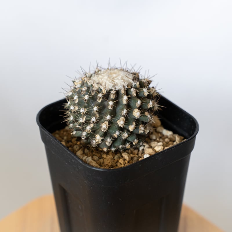 サボテン　コピアポア　カット苗 コピアポア・レオネンシス Copiapoa Leonensis 接ぎ降ろし サボテン