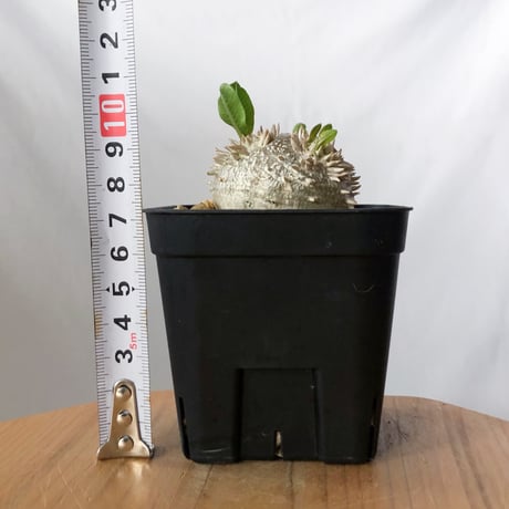 パキポディウム ブレビカウレ 恵比寿笑い 実生 Pachypodium brevicaule 塊根植物 コーデックス 多肉植物 珍奇植物 静岡 ANTIDOTE 通販 S1436