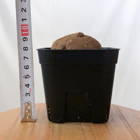 ステファニア エレクタ 実生【発根管理中】Stephania erecta 塊根植物 コーデックス 多肉植物 珍奇植物 静岡 ANTIDOTE 通販 S1414